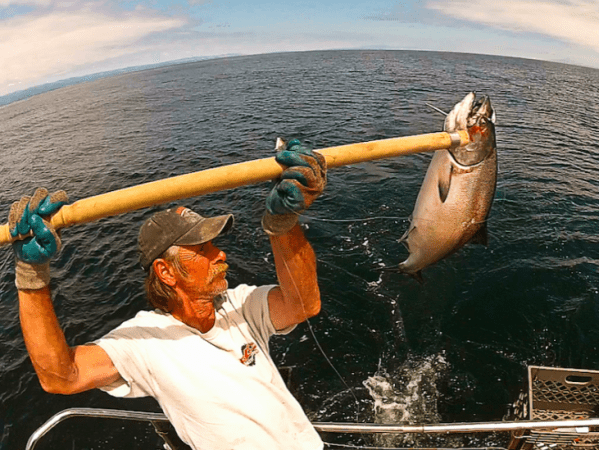 Getting Hooked on Salmon—wild-caught vs. farm-raised&nbsp;salmon